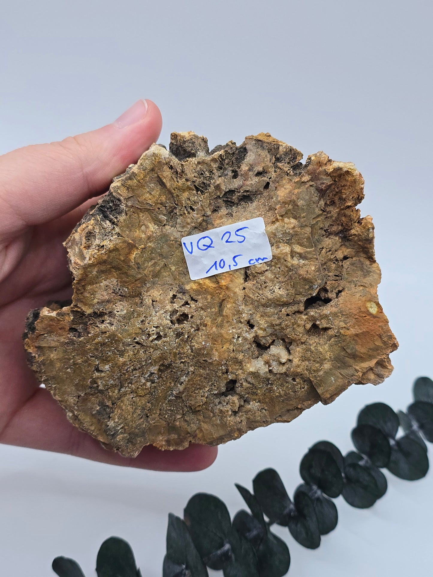 Versteinertes Holz 🌳 VQ25