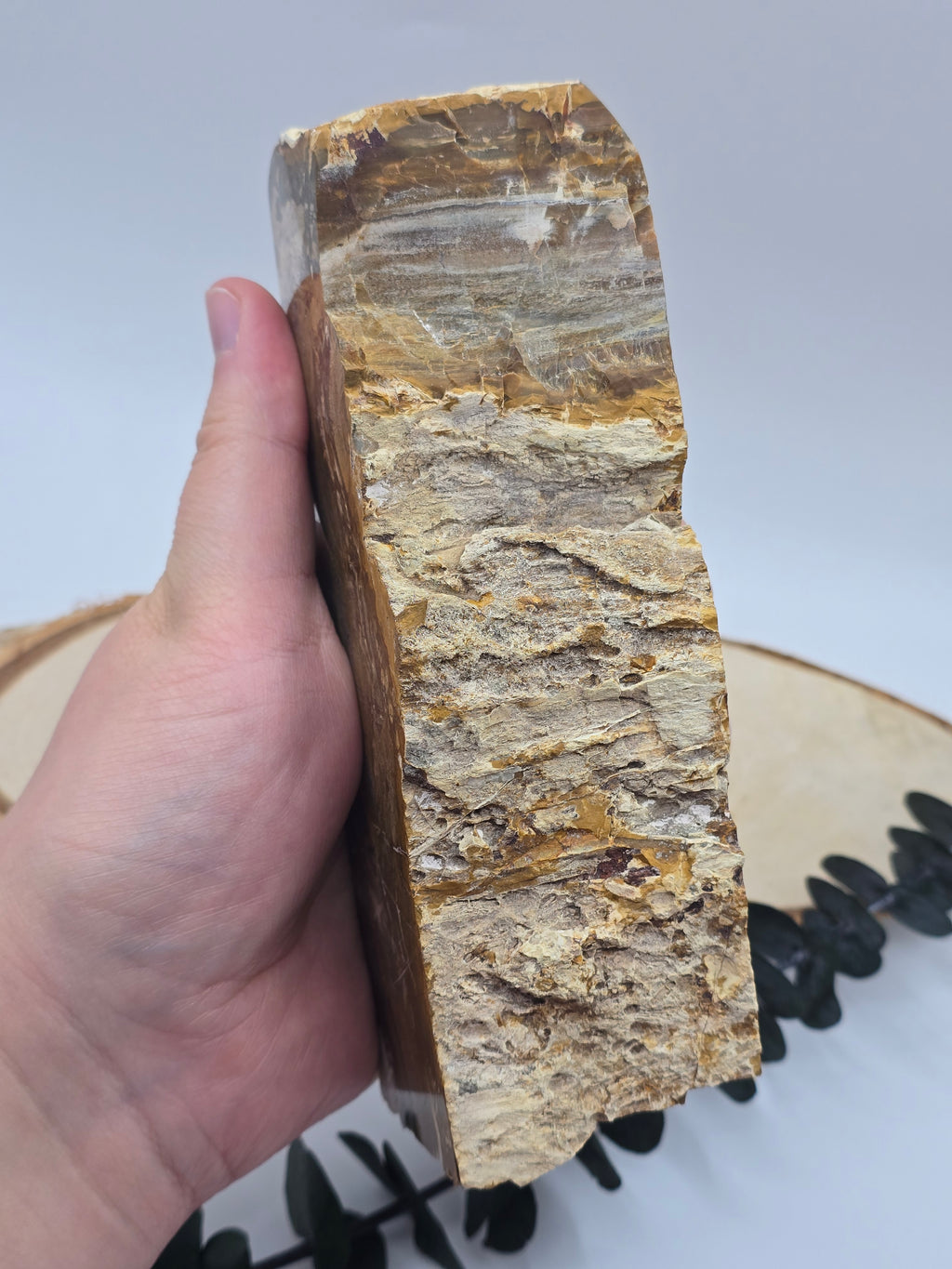Versteinertes Holz 🌳 VL70