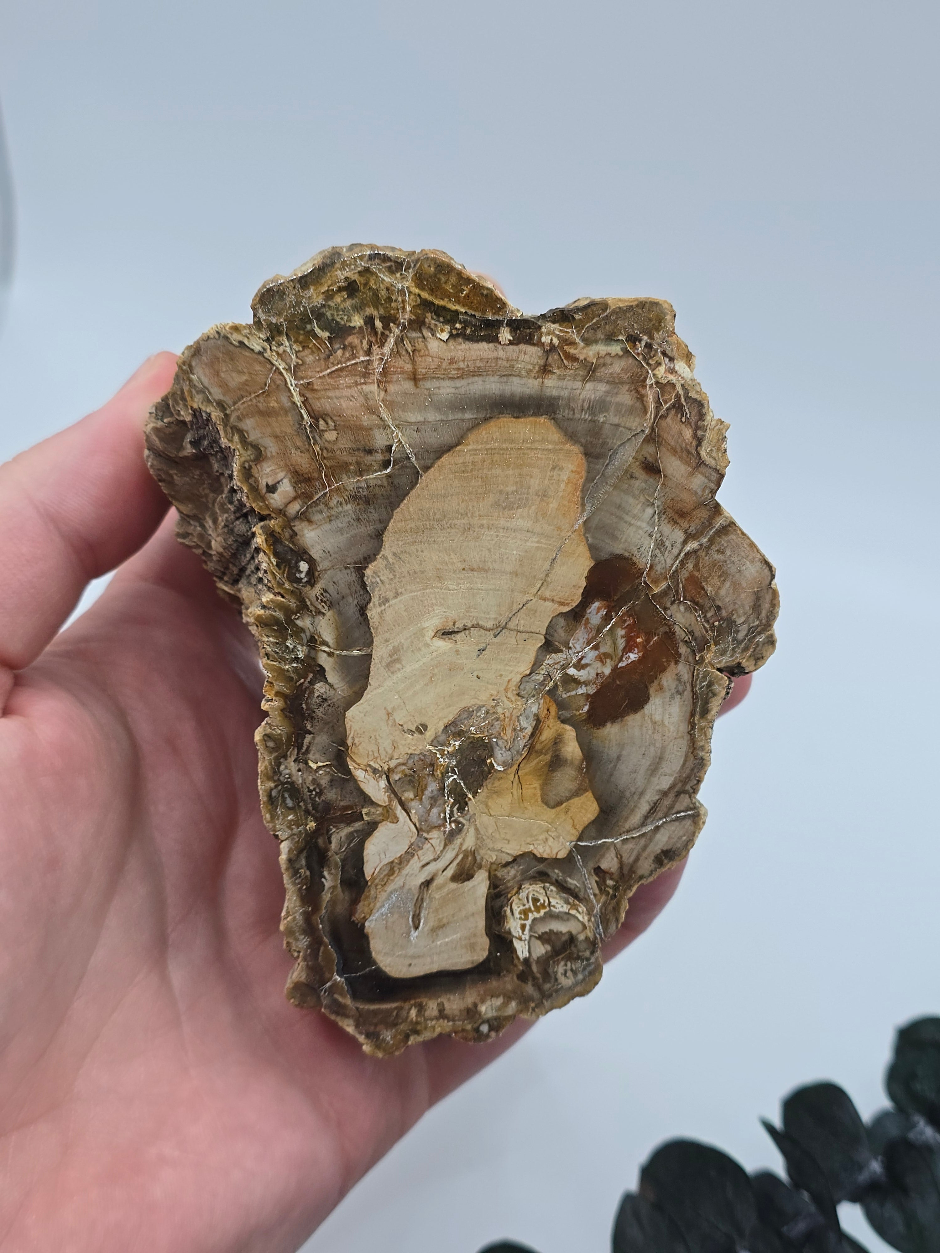 Versteinertes Holz 🌳 VV36