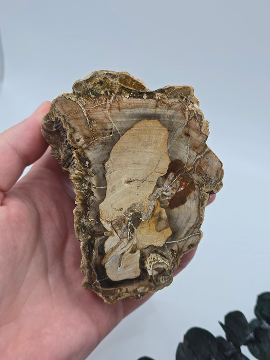 Versteinertes Holz 🌳 VV36