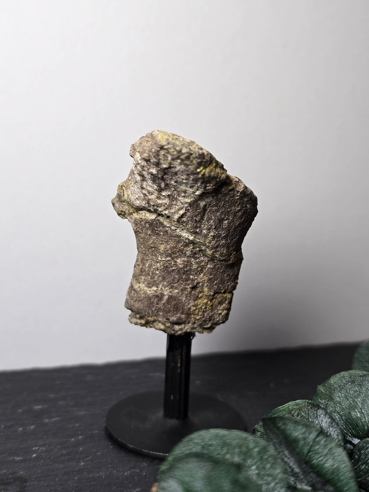 Wirbelknochen-Fragment eines Camarasaurus 🦕 EG89