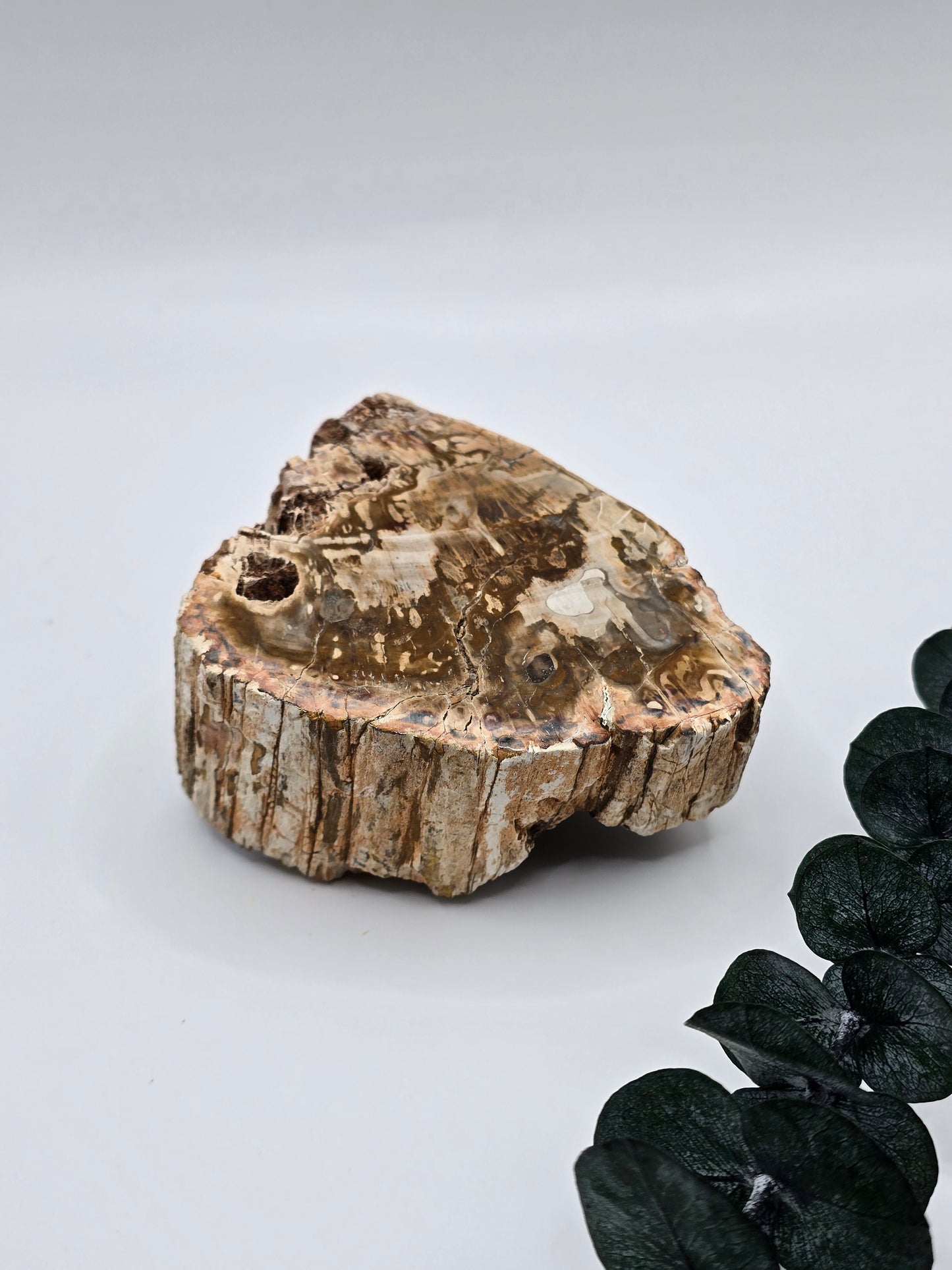 Versteinertes Holz 🌳 VW29