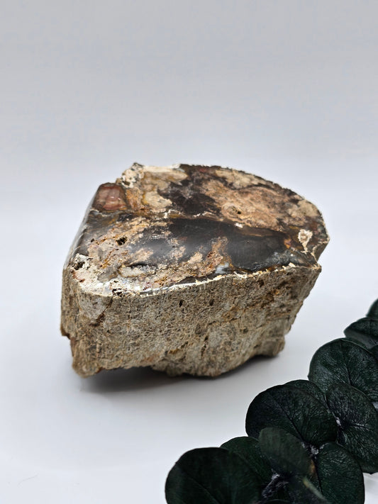 Versteinertes Holz 🌳 VS53