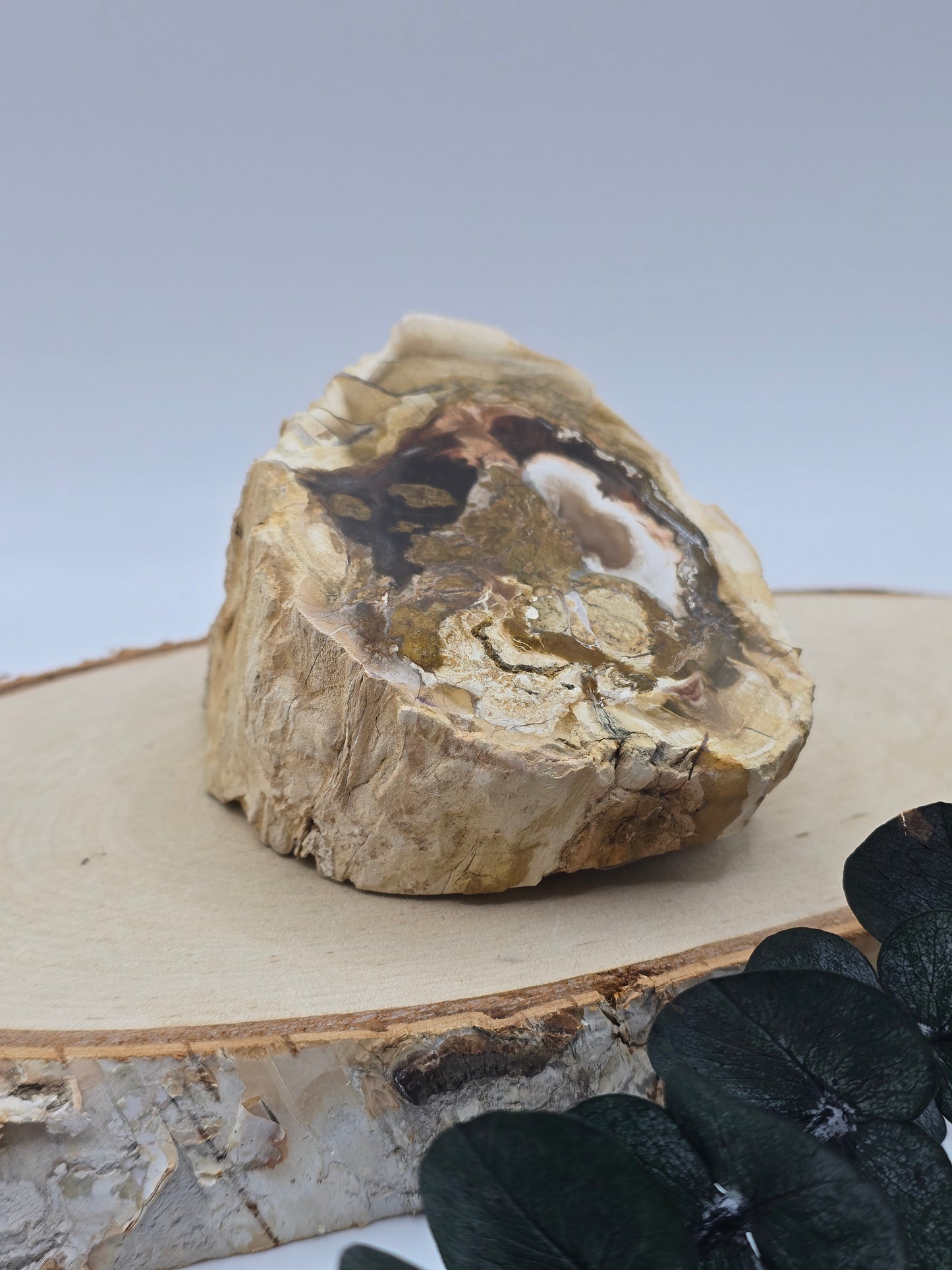 Versteinertes Holz 🌳 VI27