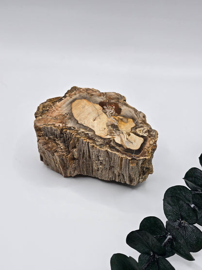 Versteinertes Holz 🌳 VW36