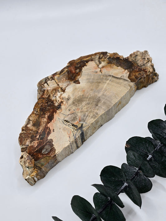 Versteinertes Holz 🌳 VX26