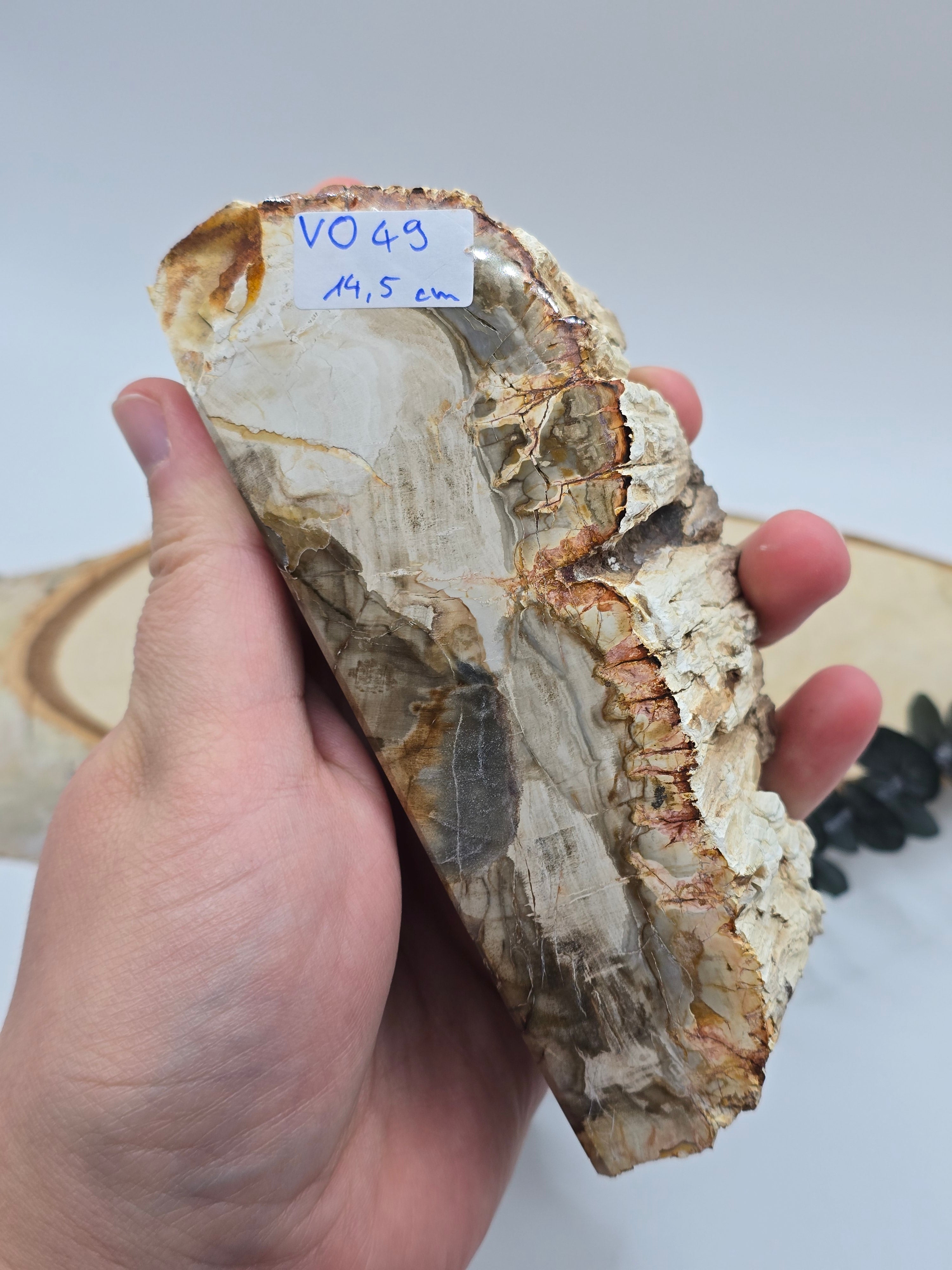 Versteinertes Holz 🌳 VO49