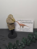 Wirbelknochen-Fragment eines Camarasaurus 🦕 EG89