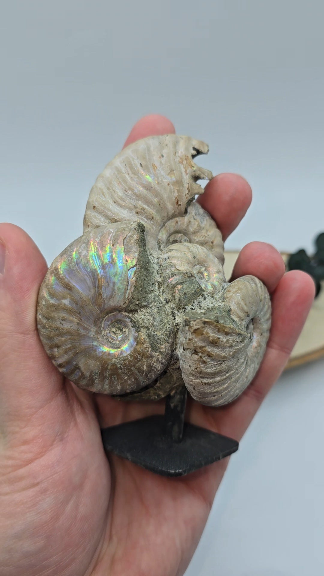 Ammoniten auf Stand 🐚 AS65