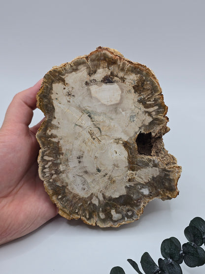 Versteinertes Holz 🌳 VJ66