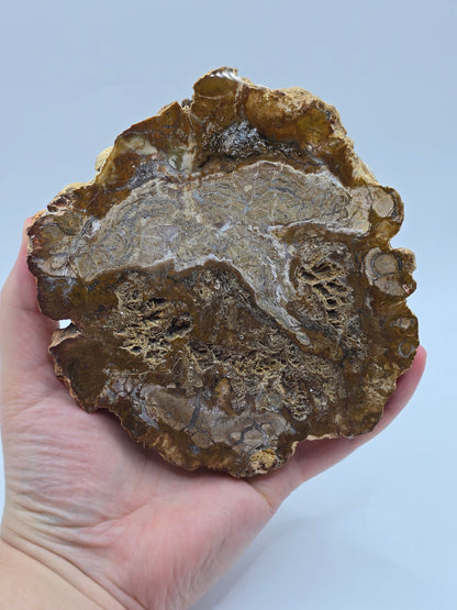 Versteinertes Holz 🌳 VR29