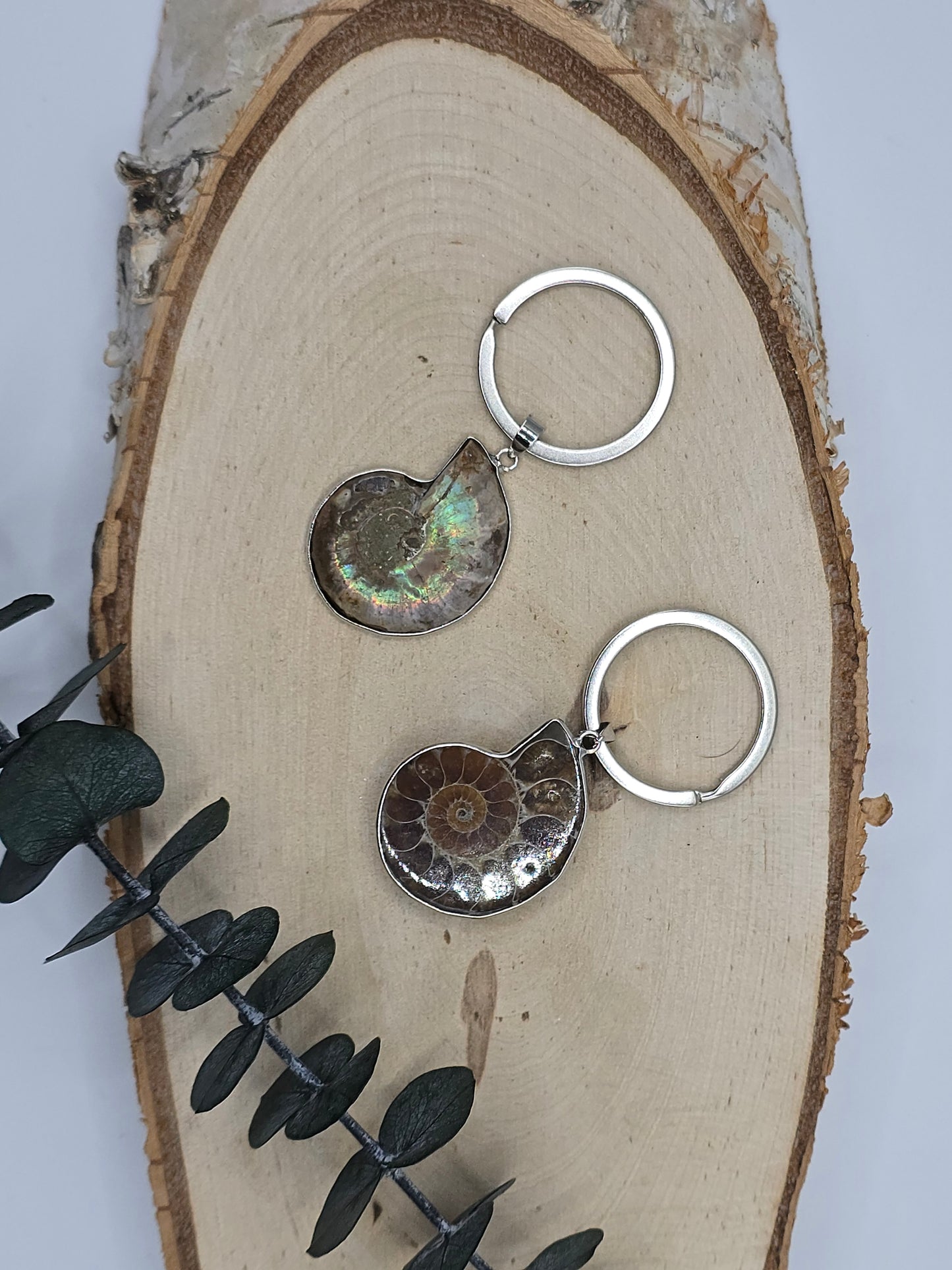 Ammoniten Schlüsselanhänger 🐚