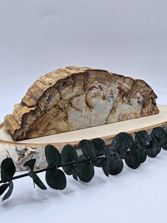 Versteinertes Holz 🌳 VM80