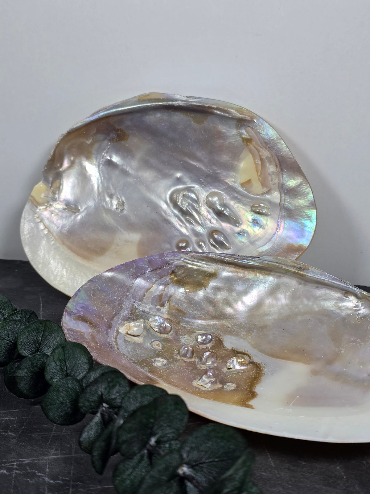 Perlmutt-Muschelschale 🐚