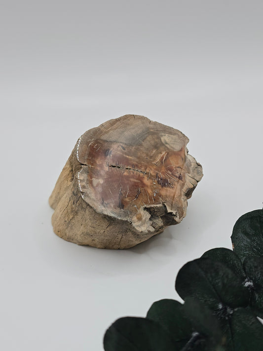 Versteinertes Holz 🌳 VA22