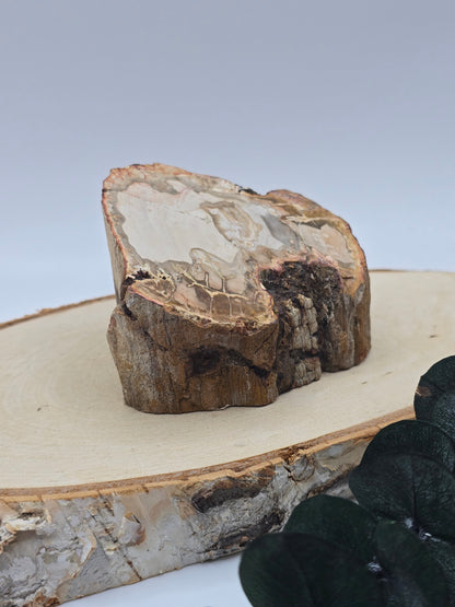 Versteinertes Holz 🌳  VE24