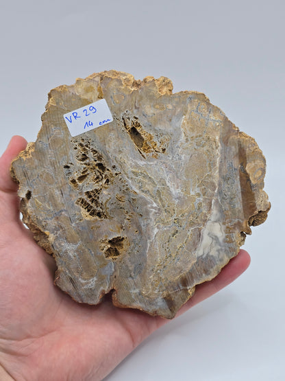 Versteinertes Holz 🌳 VR29