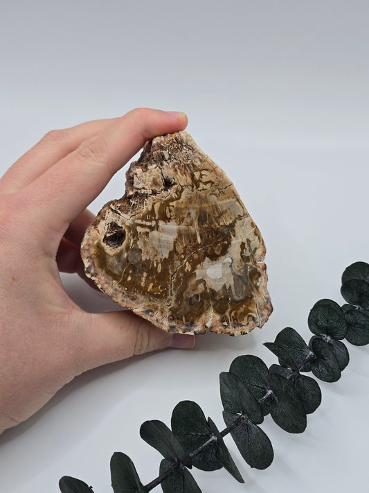 Versteinertes Holz 🌳 VW29