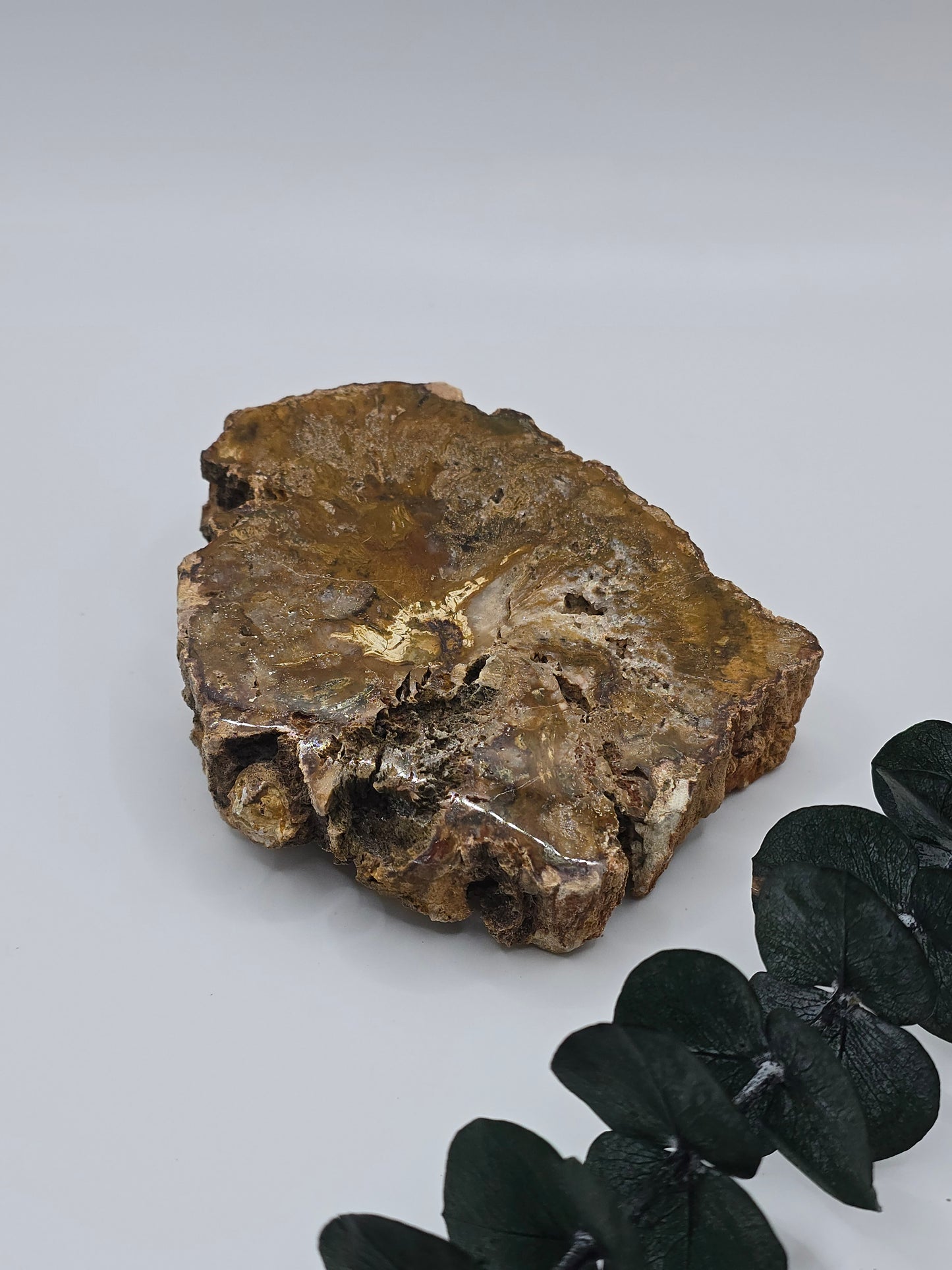 Versteinertes Holz 🌳 VQ25